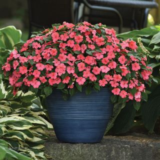 Beacon Coral Impatiens Thumbnail